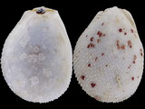Variation26375