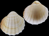 Variation36439