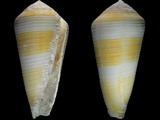 Conus terebra