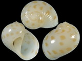 Variation26800
