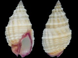 Phos cyanostoma