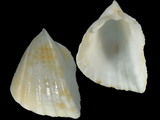Variation36826