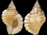 Variation26991