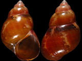 Variation37133