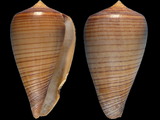 Variation27391