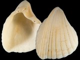Variation27443