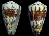 Conus vitulinus