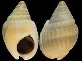 Nassarius delicatus