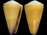 Conus emaciatus