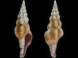 Latirus lanceolatus