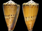 Conus mustelinus