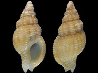 Prodotia castanea