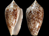 Conus textile verriculum