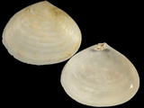 Variation48226