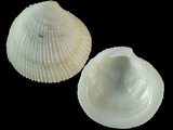 Variation28364