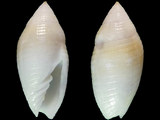 Variation28391