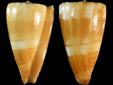 Conus striatellus