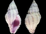 Coralliophila costularis