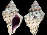 Variation38431