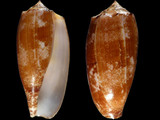 Variation38464