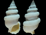 Variation38523