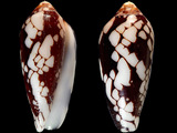 Variation28566