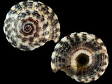 Variation38616