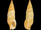 Aesopus clausiliformis