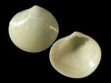 Dosinia minor