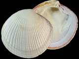 Variation38961