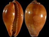 Cypraea onyx