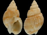 Nassarius conoidalis