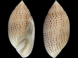 Variation29074