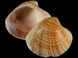 Lioconcha polita