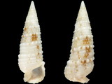 Cerithium acutinodulosum