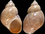 Variation49144