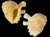 Variation39251