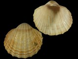 Variation29296