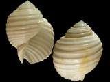 Variation29370