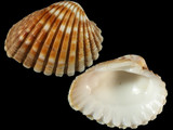 Variation39442