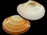Variation29449