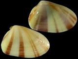 Donax erythraeensis