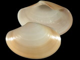 Sunetta donacina