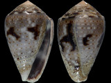 Conus coronatus
