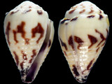 Conus sponsalis