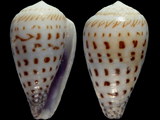 Conus parvatus