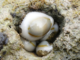 shell3