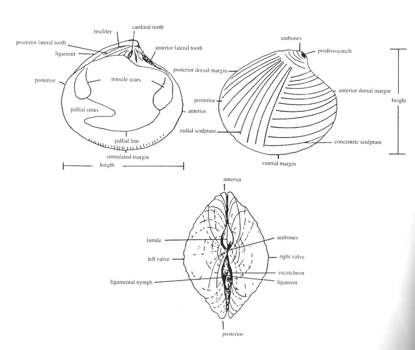 schéma d'une coquille de bivalve